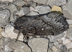 Gloveria arizonensis