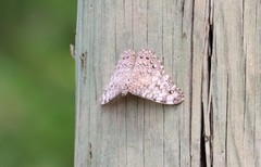 Hamadryas glauconome