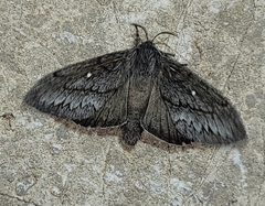 Gloveria arizonensis