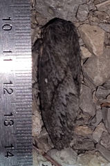 Gloveria arizonensis