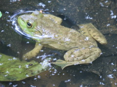Lithobates catesbeianus