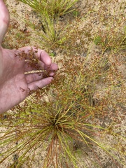 Juncus diffusissimus