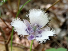 Calochortus coeruleus
