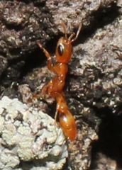Pseudomyrmex simplex