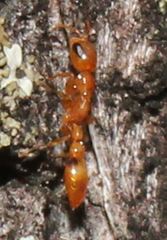 Pseudomyrmex simplex