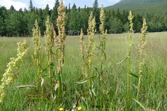 Rumex densiflorus