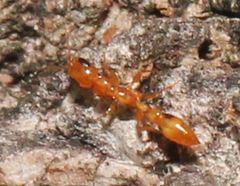 Pseudomyrmex simplex