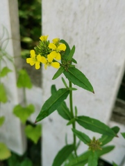 Erysimum virgatum