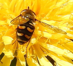 Lapposyrphus lapponicus