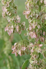 Rumex densiflorus