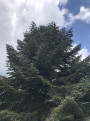 Abies pinsapo marocana