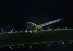 Danepteryx barbarae