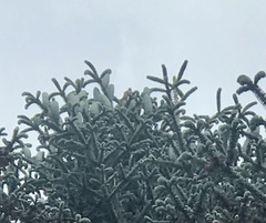 Abies pinsapo marocana