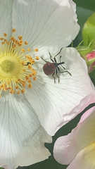 Merhynchites bicolor