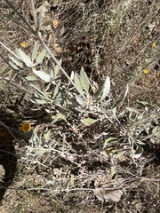 Eriodictyon traskiae