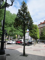 Magnolia grandiflora