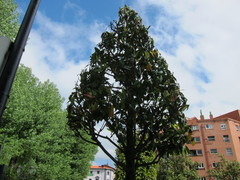 Magnolia grandiflora