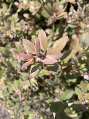 Arctostaphylos morroensis