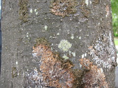 Lecanora