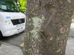 Lecanora