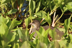 Gallinula chloropus
