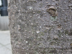 Hyperphyscia adglutinata