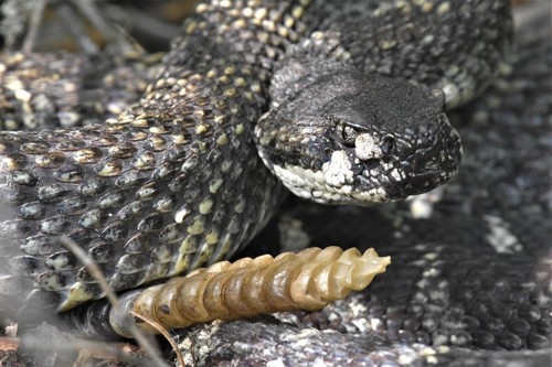 Northern Pacific Rattlesnake