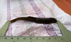 Trichomycterus areolatus