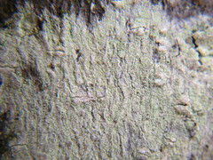 Lecanora
