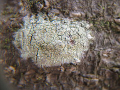 Lecanora