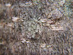 Hyperphyscia adglutinata