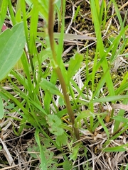 Packera pseudaurea