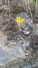 Sedum leibergii