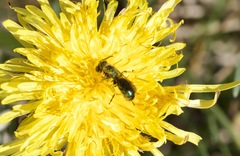 Hoplitis fulgida