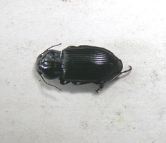 Anisodactylus agricola