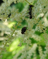 Valgus canaliculatus