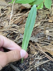 Platanthera clavellata
