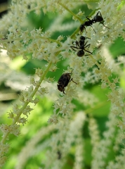 Valgus canaliculatus