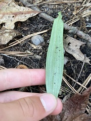 Platanthera clavellata
