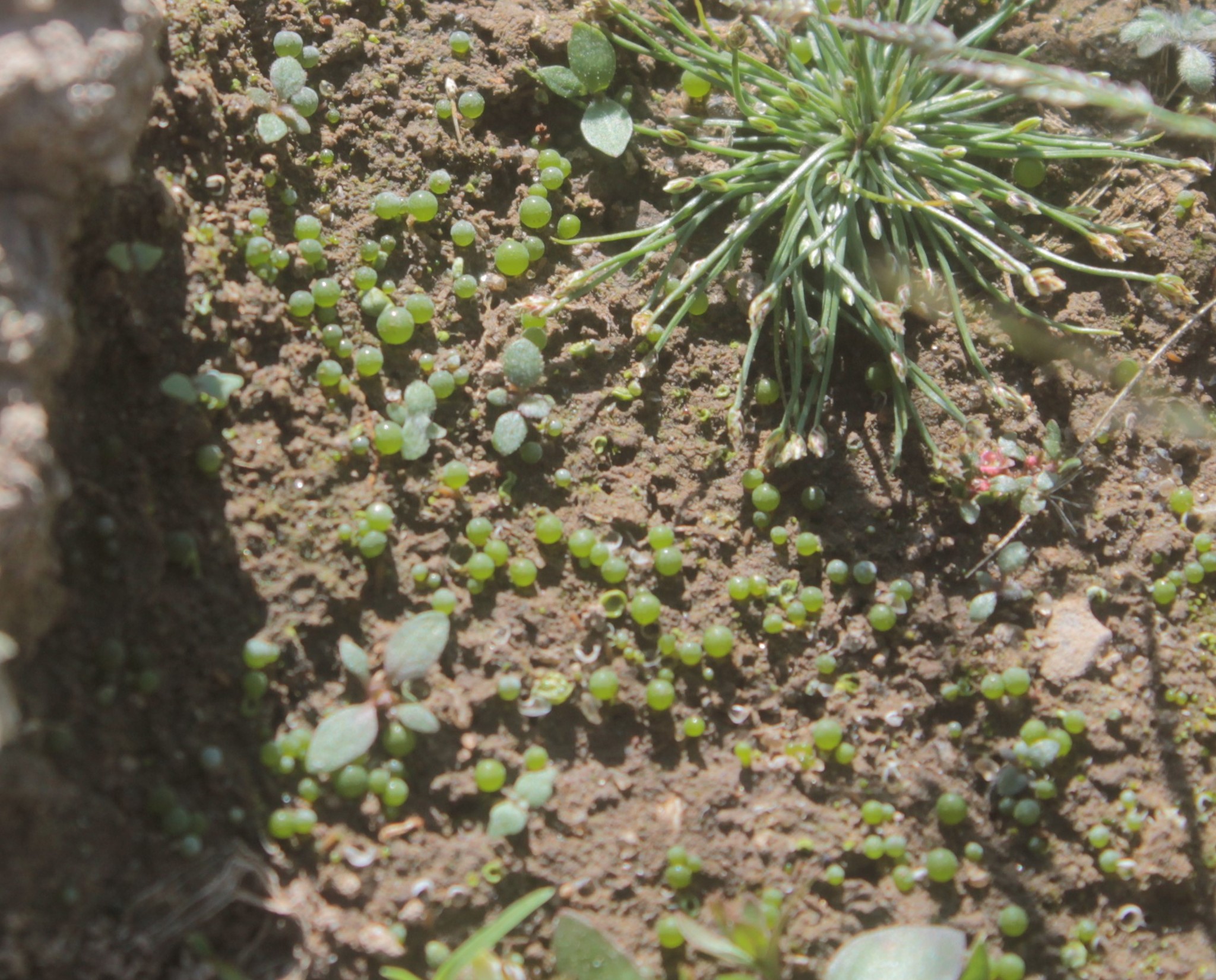 Eleocharis schaffneri