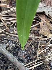 Platanthera clavellata