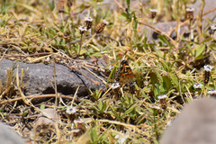 Phyciodes phaon phaon