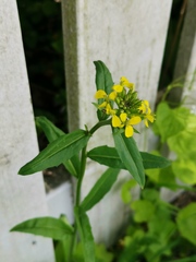 Erysimum virgatum