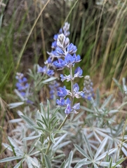 Lupinus caudatus