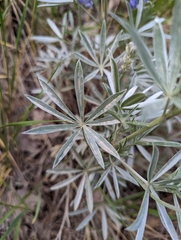 Lupinus caudatus