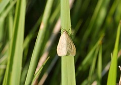 Loxostege turbidalis