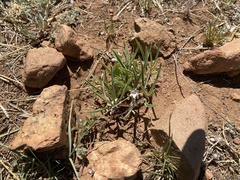 Asclepias involucrata