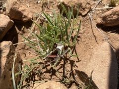 Asclepias involucrata
