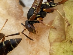 Polistes fuscatus