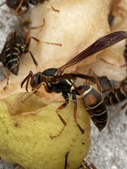 Polistes fuscatus